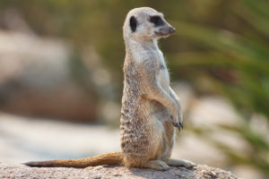 The original meerkat.