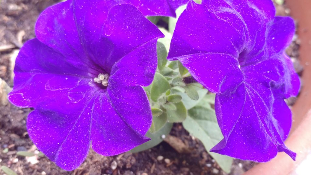 LG V20 photo image quality review erin tech blogger technology smartphone android