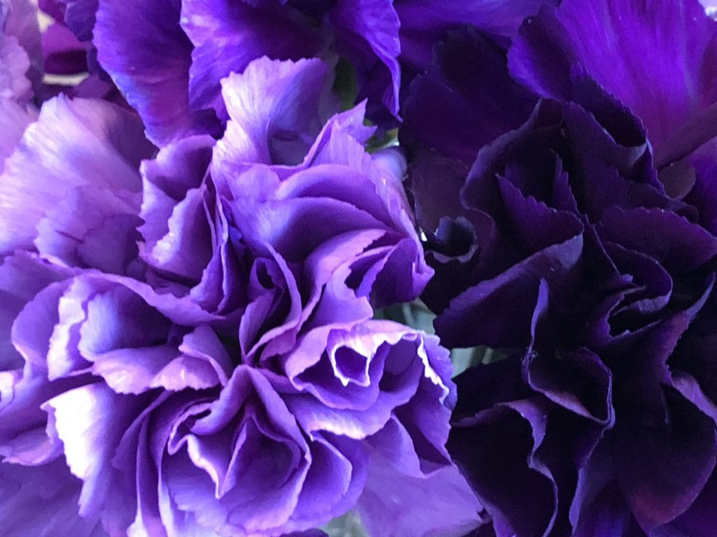 iphone X photo Portrait mode example review zoom