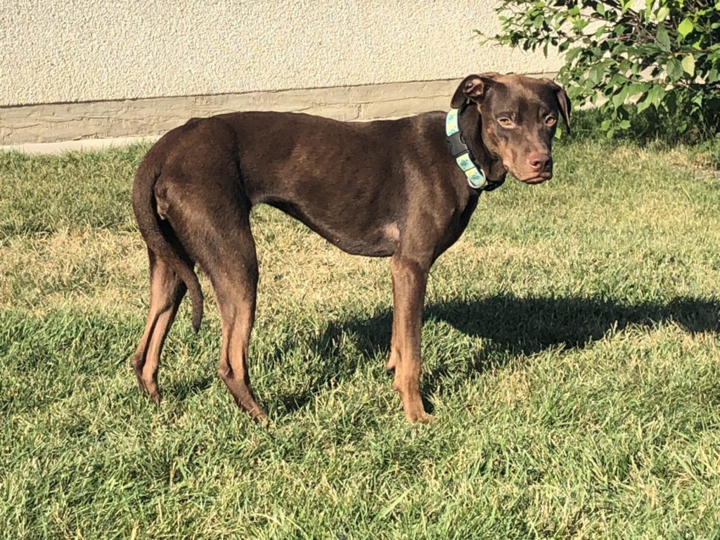 wisdom panel dog dna, review, report, breakdown, what does it show