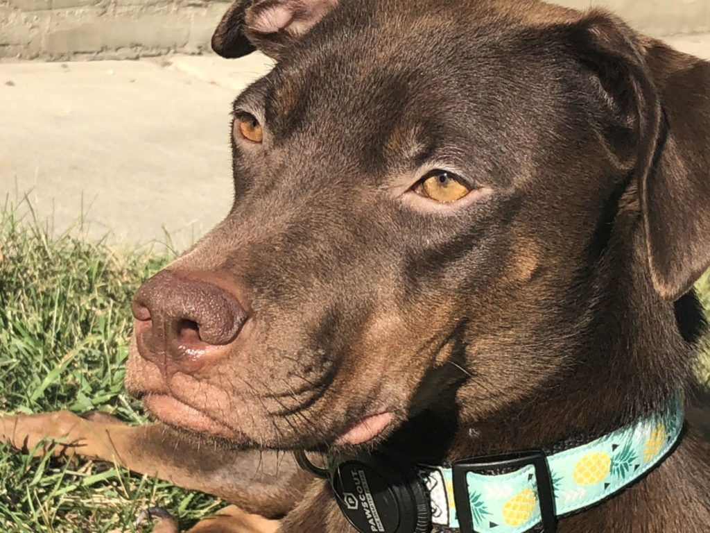 wisdom panel dog dna, review, report, breakdown, what does it show