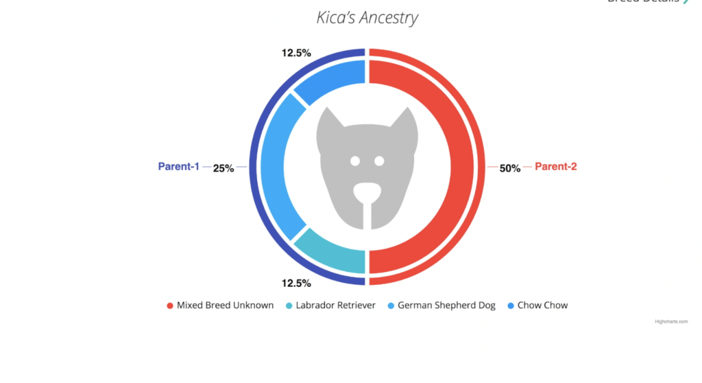 orivet, dog, dna, test, kit, review, find out, mixed breed, good, best, work, erin, tech, technology, tech, canada, blogger, vlogger, usa, america