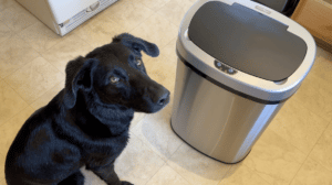 iTouchless smart motion activated garbage can review