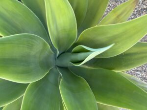 10 Gardening and Plant Recognition Apps
